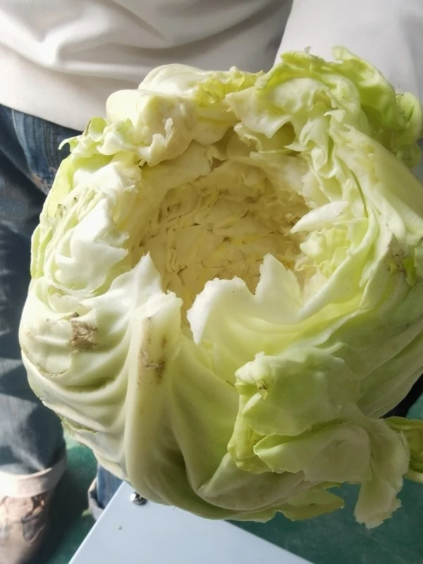 Cabbage Root Cutting Machine factory