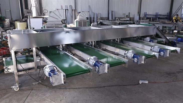 Mushroom Sorting Machine factory