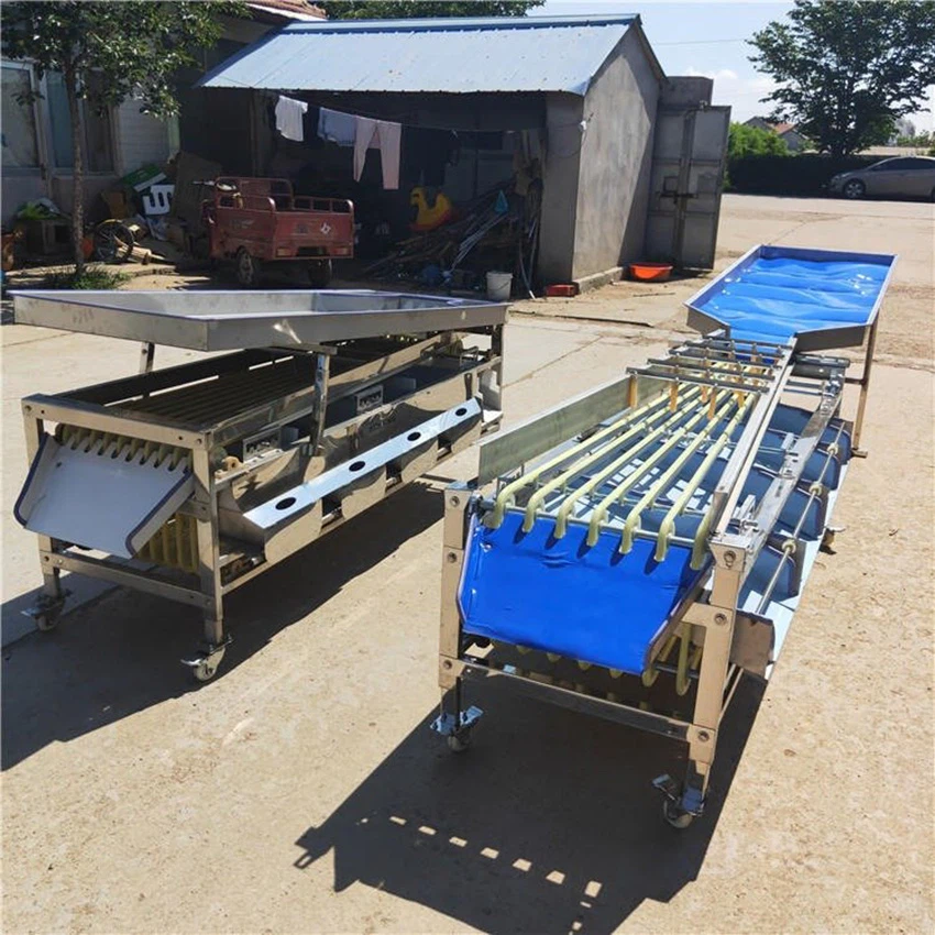 olive sorting machine 9 olive sorting machine 9