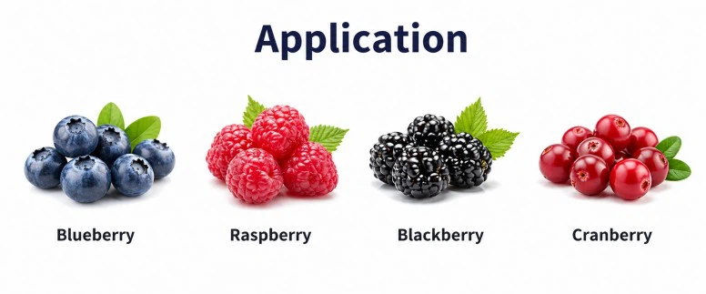 wholesale berry grading machine