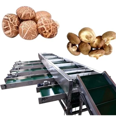 Mushroom Grading Machine Price