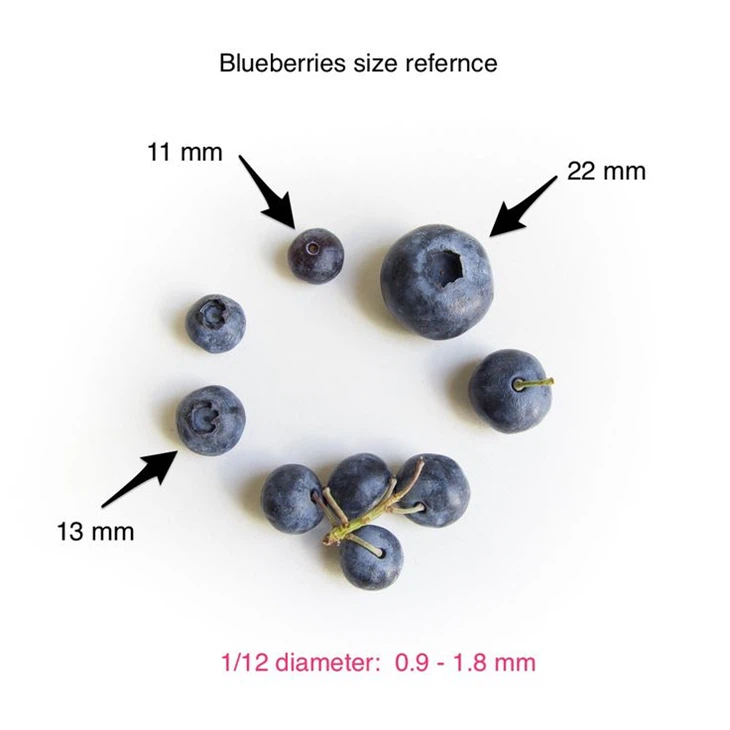 Blueberry (2)